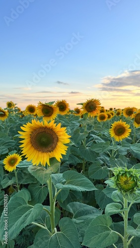 field of sunflowers