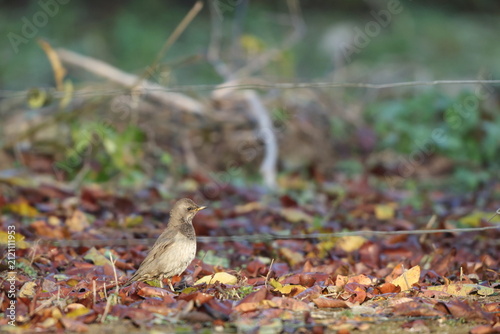 Photography The black-throated thrush (Turdus atrogularis) is a passerine bird in the thrush family
