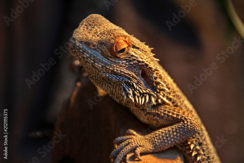 Bartagame