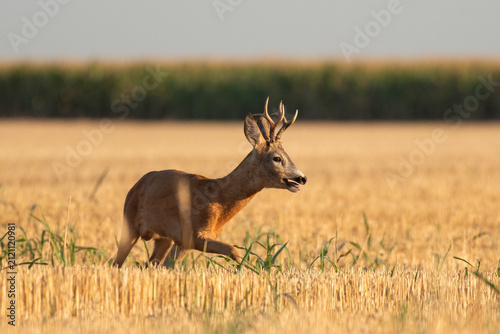 Foto Photo of a beautiful roe deer in mating season
