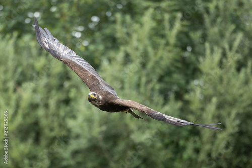 Bild auf Leinwand Majestätischer Adler im Querflug vor grünem Waldhintergrund