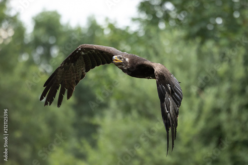 Canvastavla Adler im dynamischen Tiefflug vor grünem Waldhintergrund