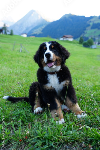 Bernersennenhundwelpe