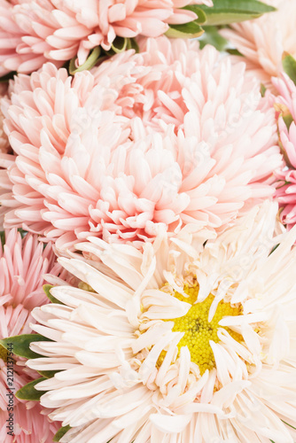 Soft pink chrysanthemum flowers full frame background
