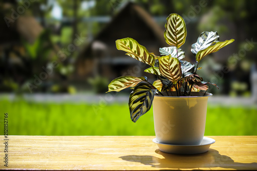 Potted Calathea Orbifolia on Wooden Surface with Blurred Garden Background