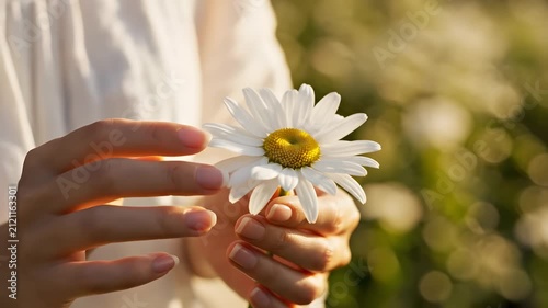 Hands holding white daisy flower in sunny outdoor field.