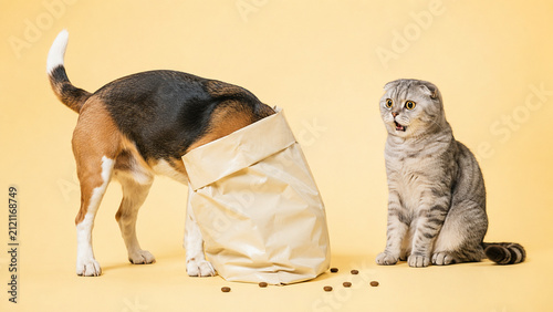 Beagle searching a blank pet food bag while a Scottish Fold cat begs beside it on a yellow studio background. Ideal for pet nutrition, retail, veterinary, advertising, and humorous campaigns.