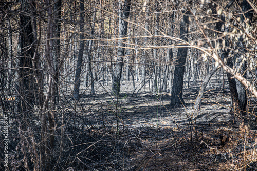 arbres brulés  en forêt de Fontainebleau