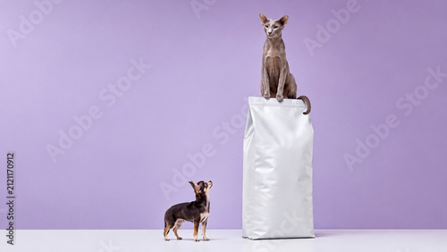Playful studio portrait of a sphynx cat sitting on a large pet food bag while a tiny Chihuahua looks up. Ideal for pet food, veterinary, animal care and advertising use.