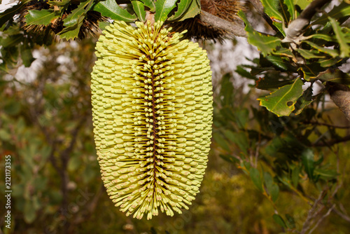 Quadro su tela Flower spike of Yellow Lantern Banksia (Banksia lemanniana), Western Australia