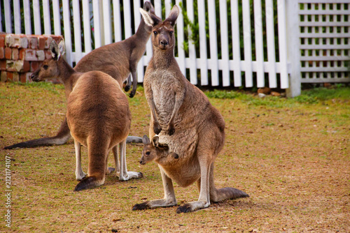 Cuadro en lienzo Western Grey Kangaroo with joey in pouch and kangaroos in background, Southwest