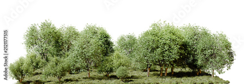 deciduous forest tree line isolated on transparent background