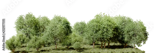 Panel kuchenny z motywem deciduous forest tree line isolated on transparent background
