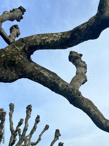 Foto Sculptural branches of pollarded trees
