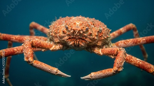 Canvastavla Close-up of a Japanese Spider Crab Underwater in Natural Habitat