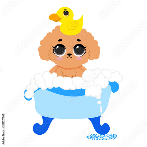 Cute fluffy poodle puppy standing