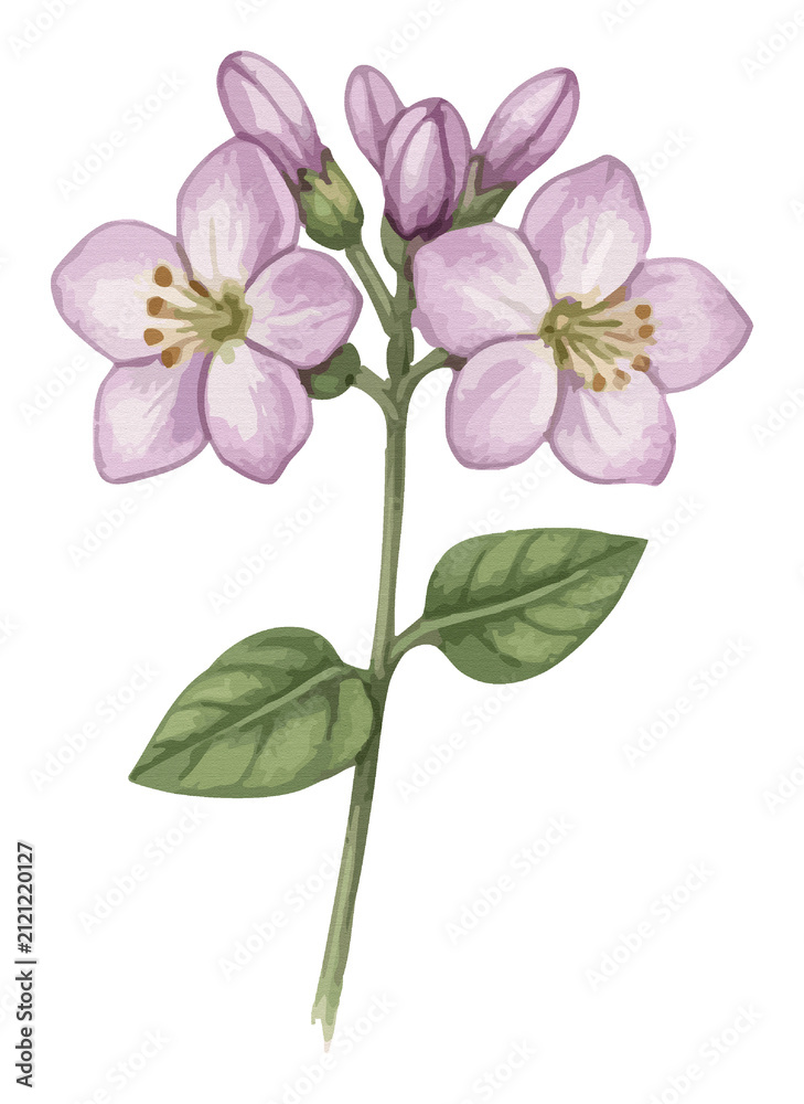 Fototapeta premium Hand drawn watercolor branch of blooming pink flowers and green leaves