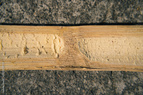 Картината върху платно Top view close up of a dried split bamboo stem showing natural inner pith fiber