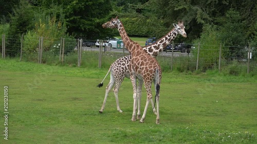 Two Giraffes Walking Together in a Park Enclosure