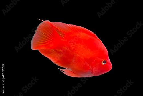 Quadro su tela Blood red parrot cichlid fish isolated on solid black background for aquarium design