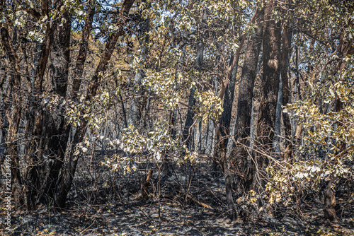 arbres brulés en foret de Fonrainebleau