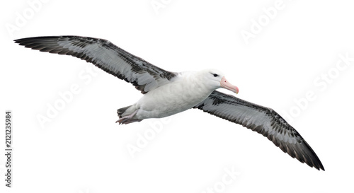 Foto Majestic albatross soaring through the sky with wings spread wide