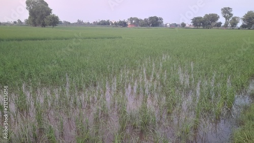 Canvastavla Young Rice Plants Growing in Waterlogged Paddy Field After Rain
