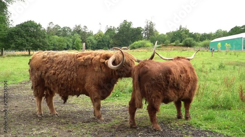 Highland Cattle Pair Grazing in a Green Pasture