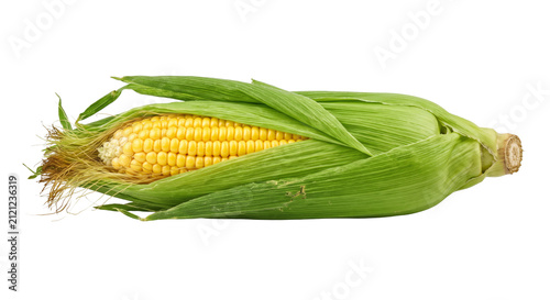 Foto Freshly harvested ear of corn with bright yellow kernels and green husks