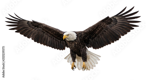Cuadro en lienzo Majestic bald eagle in flight with wings spread wide, showcasing its powerful wi