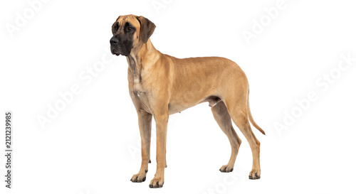 Quadro su tela Majestic fawn Great Dane dog standing proudly on a clean white background