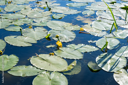 Фотография Horizontal aquatic scene of a pond filled with yellow water-lily buds and dense green floating leaves on dark blue water