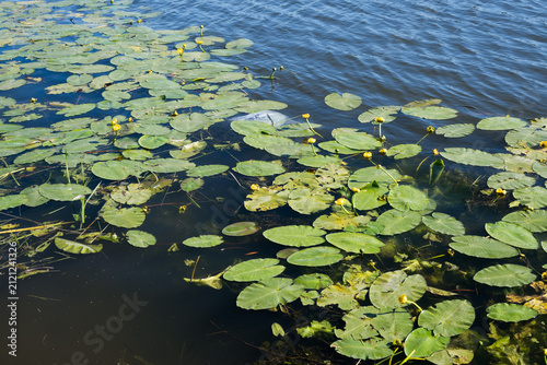 Fotografie Horizontal pond with yellow water-lily buds and green leaves floating on blue water, containing natural debris and organic elements