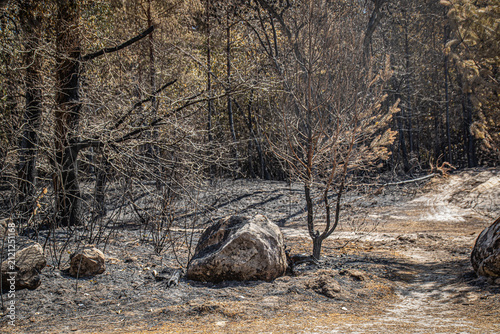 arbres brulés en forêt de Fontainebleau