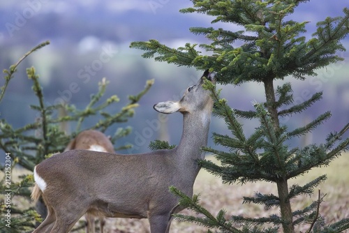 A female roe deer (Capreolus capreolus) stands in a meadow and nibbles on the needles of a fir tree