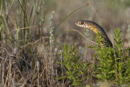 Dolichophis Caspius, European Whip Snake, Caspian Snake, Caspian Snake, Caspian Wrath Snake, Critters, Greece, Reptilia, Reptilia, Reptiles, Snakes, Snakes