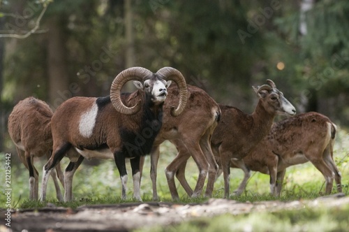 Artiodactyla, even-toed ungulate, mouflon, mouflon, mouflon, ovis gmelini musimon, cloven-hoofed, rutting, fleeing, mammals, sheep, mammals, rams, game