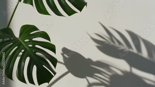 Close-up time-lapse of tropical palm leaves swaying in breeze