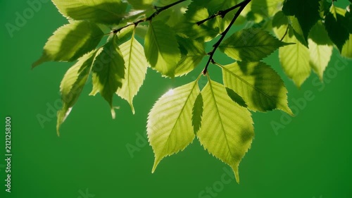 Close-up time-lapse of vibrant green leaves in natural sunlight