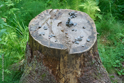 Small Stone Cairn on Tree Stump in Forest
