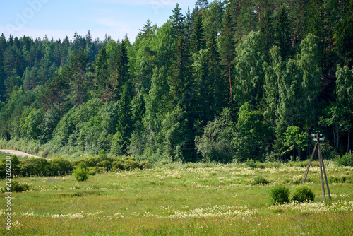 Green Field with Forest and Utility Pole in Countryside