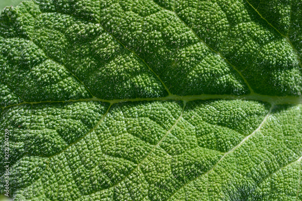Obraz premium A macro close up shot focusing on the intricate wrinkled texture and tiny hairs covering a green clary sage leaf - latin name - Salvia sclarea