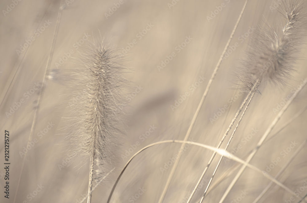 Obraz premium Select focue of bstract natural backgrounds, Black-white Natural floral background. Cogon grass with bokeh background