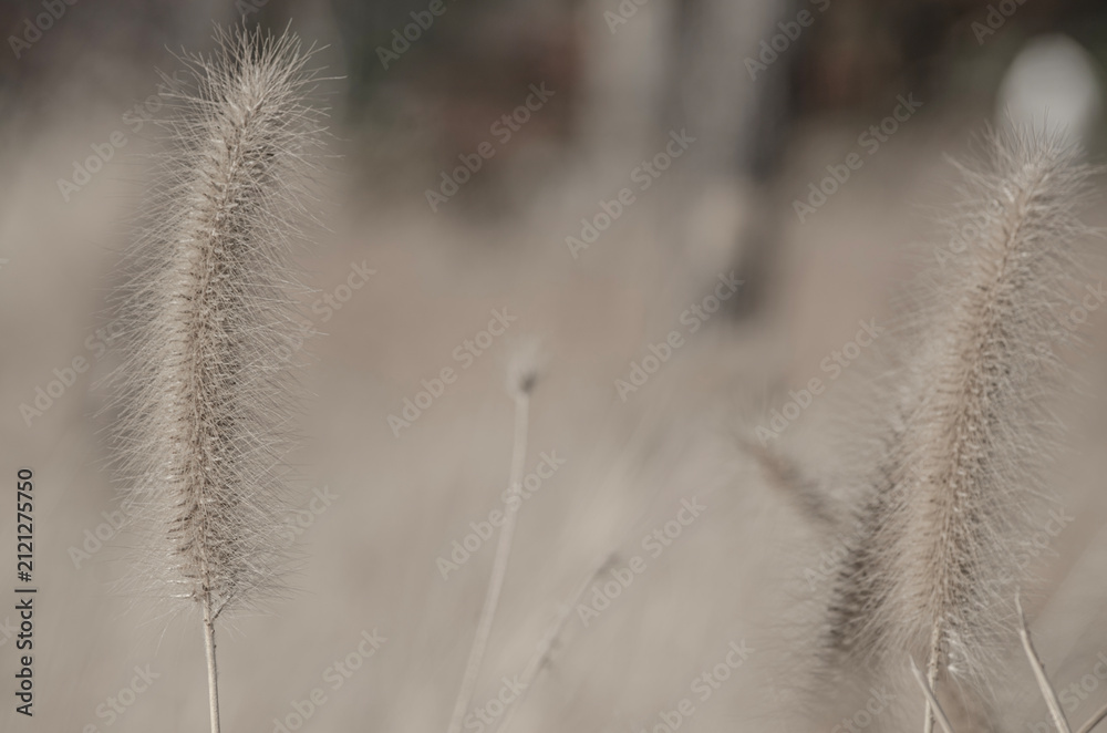 Obraz premium Select focue of bstract natural backgrounds, Black-white Natural floral background. Cogon grass with bokeh background