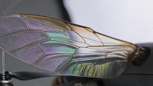 Macro view of an iridescent bionic insect wing. 4K Video
