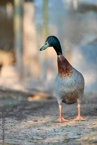Quadro su tela An Indian Runner duck standing tall on a dirt path outdoors
