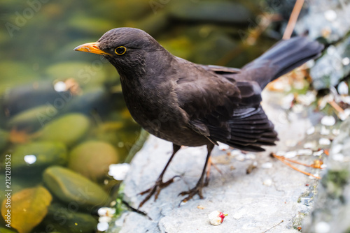 Quadro su tela A pond scattered with plum petals and a curious, cautious blackbird
