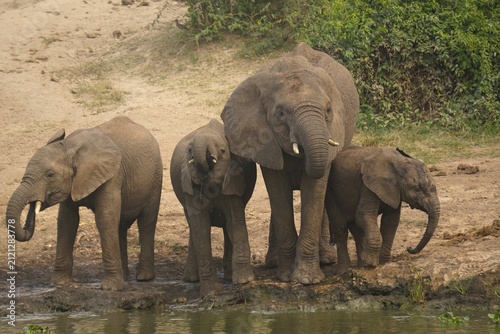 Photography Elephants drinking water from the Kazinga Channel in Uganda