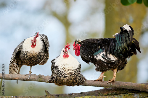 Foto Three chickens perching together on a thick wooden tree branch outdoors
