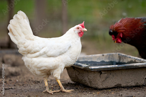 A healthy white hen stands by a water trough with a reddish-brown rooster in the blurred background. Rural farm scene depicting domestic poultry life.